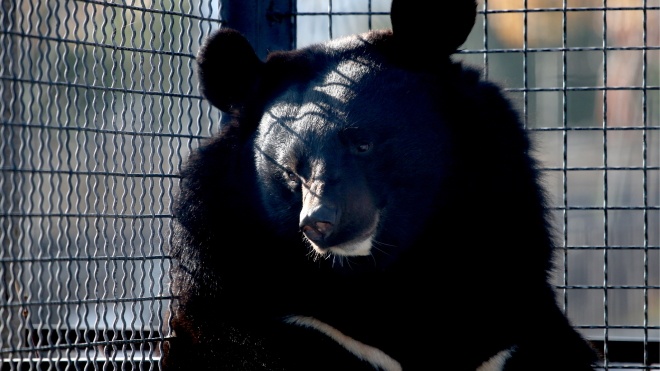 «Суд» в Крыму еще на месяц закрыл парк львов «Тайган»