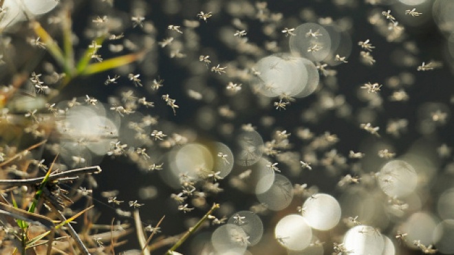 Ученые обнаружили микроорганизм, защищающий москитов от малярии