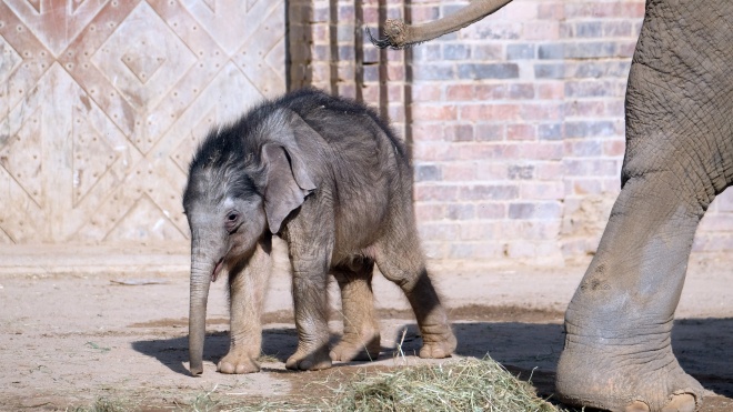 Зоопарк Лейпцига впервые показал двухмесячного слоненка. Детеныша воспитывают тетки-слонихи, мать от него отказалась