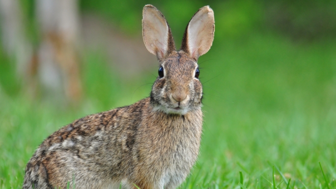 В США вспышка смертельного вируса среди кролей. Он тоже родом из Китая