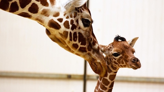 В зоопарке Великобритании показали детеныша сетчатого жирафа. Малышу 18 дней