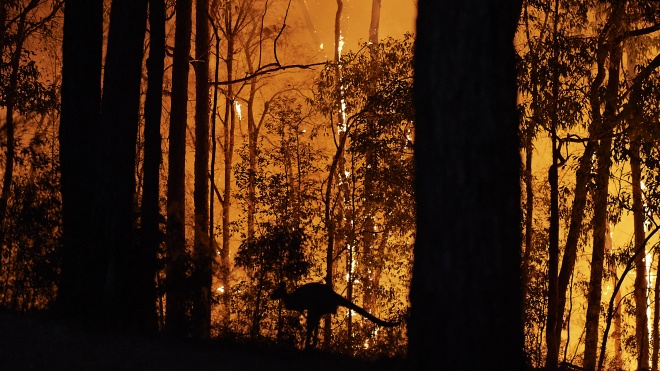Всесвітній фонд дикої природи: У лісових пожежах у Австралії постраждали понад 3 мільярди тварин