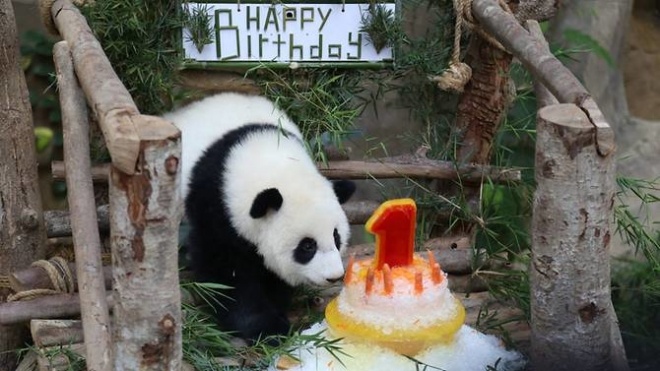 В Малайзии отметили первый день рождения панды, появившейся в неволе. Через год ее отправят в Китай