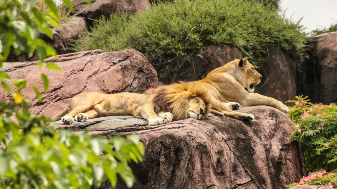 В зоопарке Нью-Йорка коронавирусом заразились еще 7 тигров и львов