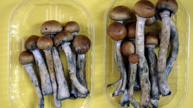 В американському Денвері проведуть референдум про декриміналізацію «чарівних» грибів