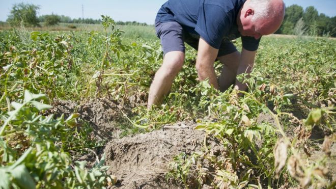 Жара в Европе: От засухи Бельгия может потерять урожай фирменной картошки, которую хотят занести в список ЮНЕСКО