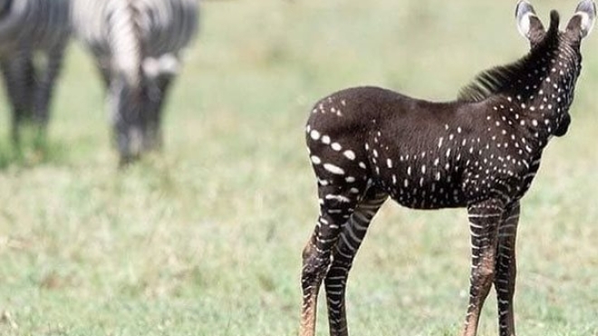 В кенийском заповеднике Масаи-Мара обнаружили зебру с редким черным окрасом