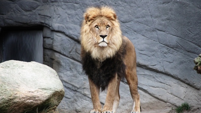 В Індії коронавірусом заразилися вісім левів у зоопарку