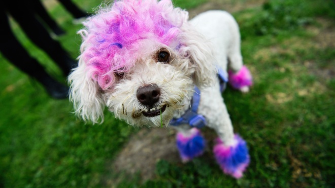 В Калифорнии прошел парад собак Howl’oween Haute Dog. Как это было?