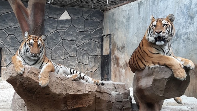 В индонезийском зоопарке одних животных скормят другим. Из-за коронакризиса не хватает денег на полноценный рацион