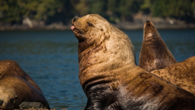 Тюлень жбурнув восьминога в обличчя каякеру, який катався на човні біля берегів Нової Зеландії