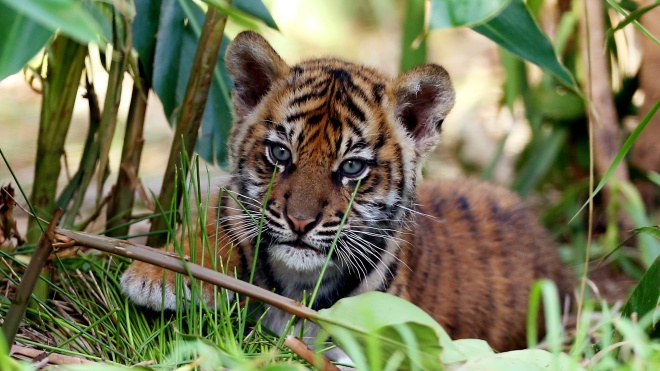 В зоопарке Сиднея впервые показали публике детенышей «краснокнижного» суматранского тигра