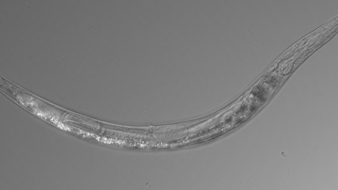 Американские ученые обнаружили трехполый вид червя. Он может пережить дозу мышьяка, способную убить человека