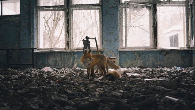 Лисиця з Чорнобиля підкорила журі фотоконкурсу в Лондоні