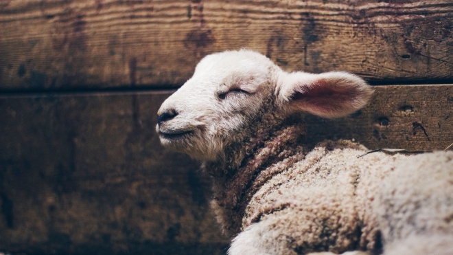Зоозахисники хочуть викупити «чорноморських» овець і готують позов до їх власниці