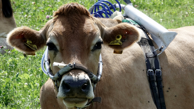 В Германии ученые, чтобы снизить количество метана, привязали к коровам специальные приборы