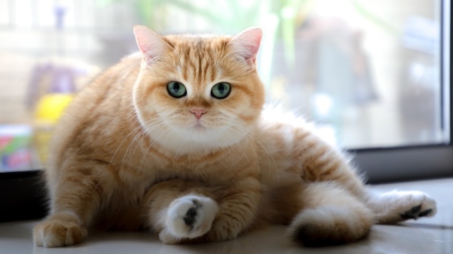 В Южной Корее на коронавирус будут тестировать домашних кошек и собак
