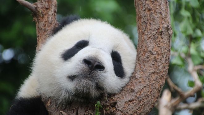 В японском зоопарке родился детеныш уникальной панды. Фотография