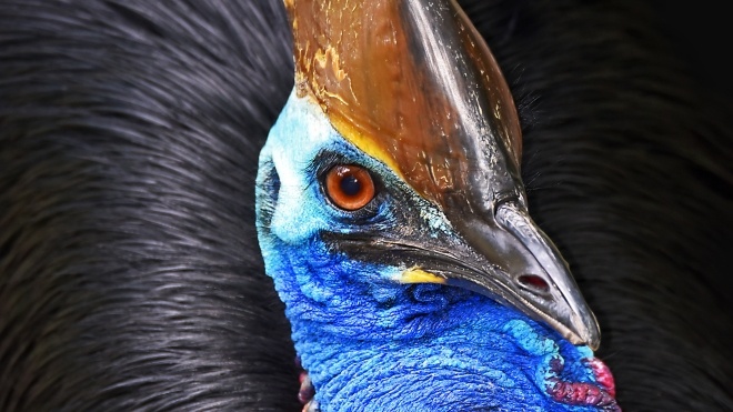 Гігантського птаха, який вбив свого господаря, продадуть на аукціоні разом з лемурами та страусом