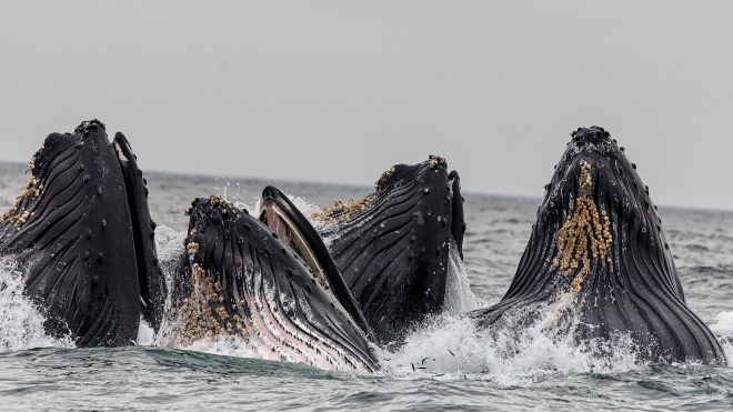 Япония возобновит охоту на китов в своих водах. Международное сообщество разочаровано
