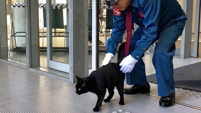 В Японии музей прославился благодаря паре котов. Они два года «воюют» с охранником за право попасть в здание