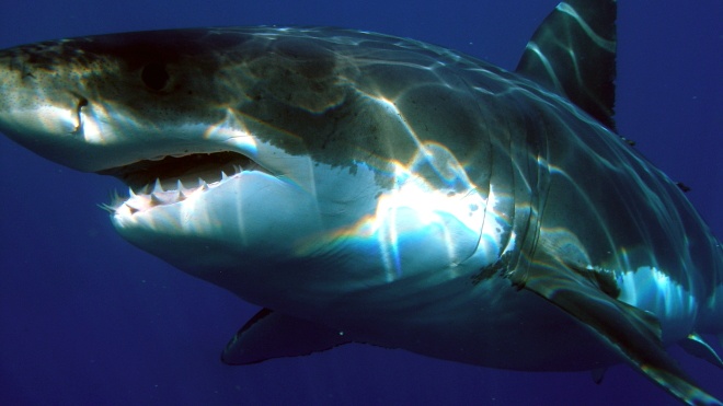 Исследование: Крупнейших хищных акул мегалодонов могли выжить с планеты современные белые акулы