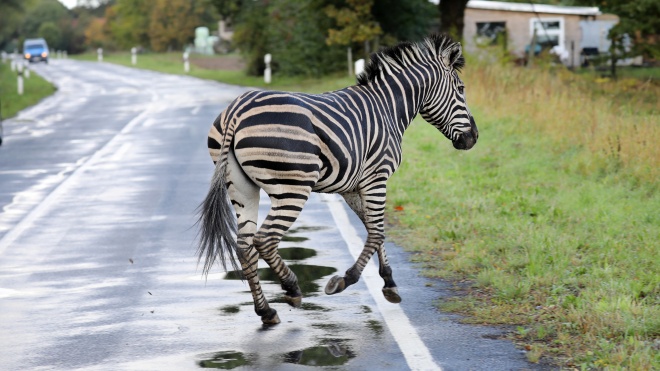 В Германии из цирка убежали две зебры и устроили коллапс на автобане. Одну из них застрелила полиция