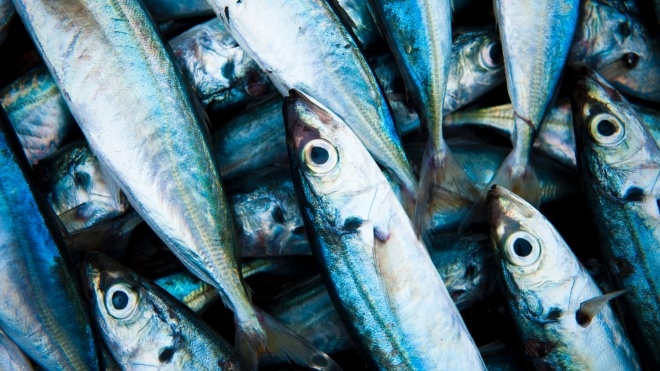За последние полвека количество видов пресноводных рыб сократилось на 76%. Это вид животных, которым больше всего в мире грозит вымирание