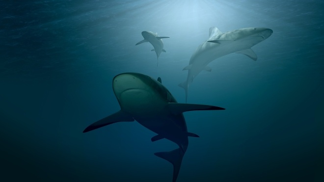 Исследование: Популяция акул и скатов сократилась на 70%. Некоторые из них могут исчезнуть в ближайшее время