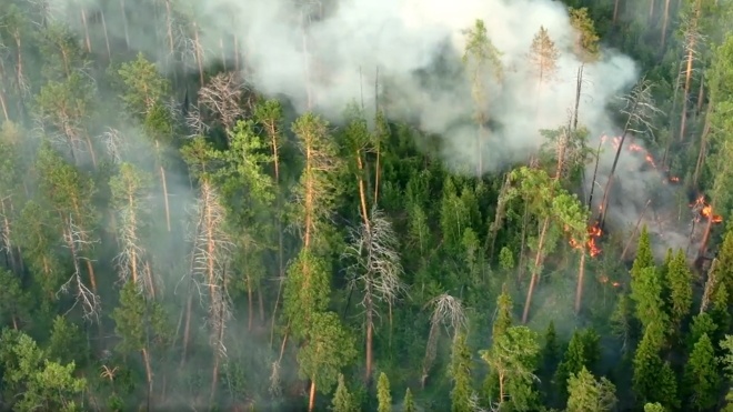 В России открыли уголовное дело из-за лесных пожаров в Сибири