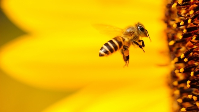 Дикие пчелы ежегодно приносят Северной Америке более $1,5 миллиарда, опыляя лишь несколько культур