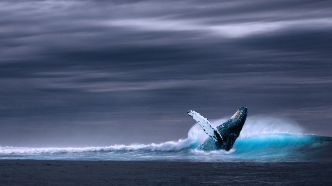 Науковці зʼясували, що сині кити вміють змінювати репертуар своїх «пісень»