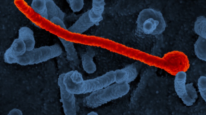 Конго объявило о новой вспышке эпидемии Эболы