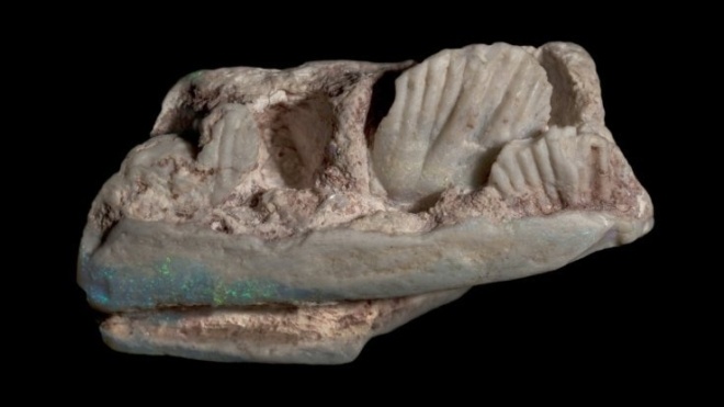 В Австралии опал оказался останками неизвестного науке динозавра