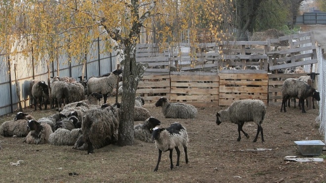 У овец, которых две недели держали в порту Черноморска, не нашли инфекционных заболеваний