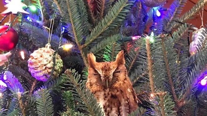 В США семья нашла живую сову на новогодней елке дома. Она сидела там неделю и не хотела возвращаться в лес