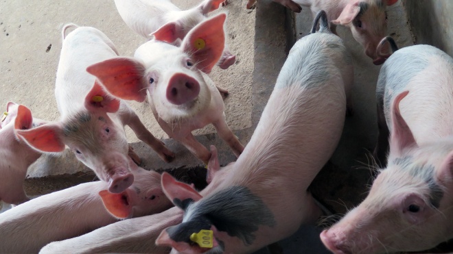 Організація охорони здоровʼя тварин: Чверть популяції свиней загине від африканської чуми