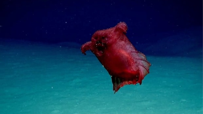 «Безголовый куриный монстр». В Тихом океане впервые сняли на камеру глубоководный огурец