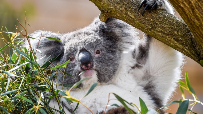 В Австралії коала обʼїдала евкаліптову рощу — вона завдала збитків на тисячі доларів