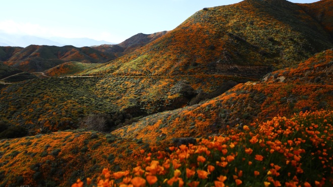 До містечка в Каліфорнії їдуть тисячі туристів, щоб побачити аномальне цвітіння. Влада назвала це апокаліпсисом і обмежила вʼїзд