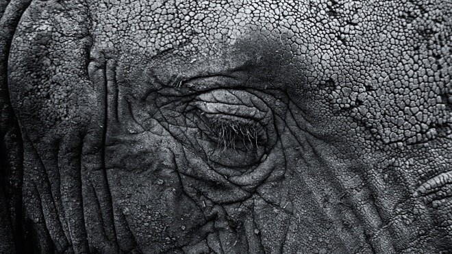 Токсини у воді. У Ботсвані зʼясували причину масового мору слонів
