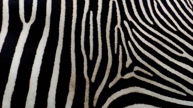 Ученые выяснили, зачем зебрам нужны полоски. Они защищают от укусов насекомых