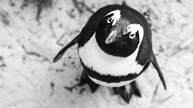 Brexit ставить під загрозу виживання пінгвінів. Групи захисту дикої природи дуже стурбовані