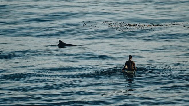 В Новой Зеландии акула убила человека. Впервые за 7 лет