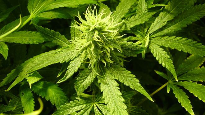Отменены все санкции: в Грузии легализовали употребление марихуаны