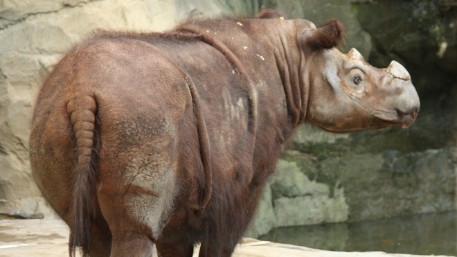В Малайзии скончался последний в стране самец суматранского носорога