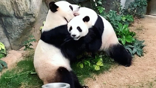 Китай убрал гигантских панд из перечня животных, которые находятся под угрозой исчезновения