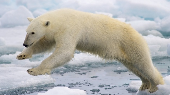 Ученые прогнозируют исчезновение белых медведей к 2100 году