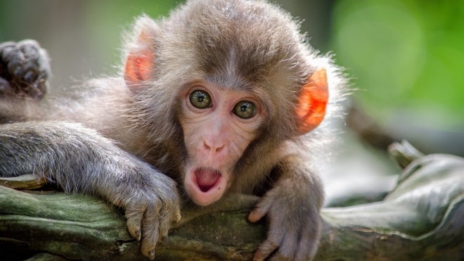 Дослідження: Мавпи можуть говорити з різними акцентами, щоб бути більш дружніми до сусідів