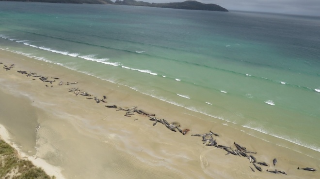 140 дельфінів загинули на березі Нової Зеландії